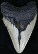 Giant Megalodon Tooth - North Carolina #21662-1